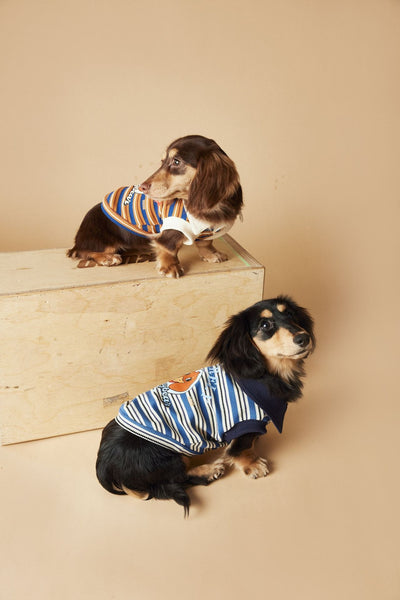 Polo Rayado para Perros Tony Bear - Ropa Cómoda y Elegante - Image 31