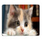 Cat03