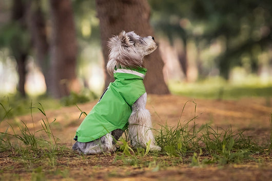 Poncho Impermeable Reflectante para Perros - Protección Total en Lluvia y Viento - Image 11