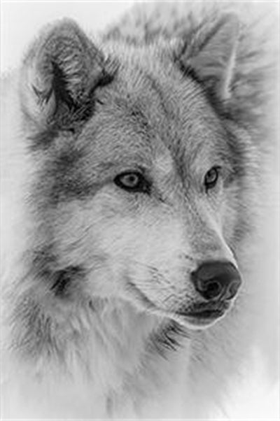 Cuadro Lobo Acuarela Estilo Nórdico Moderno - Image 8