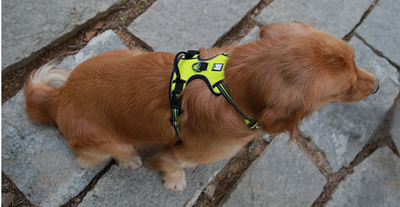 Chaleco de Protección para Perros Grandes - Image 21