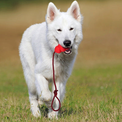 Three pet toys with red and black braided ropes and textured rubber chew ends in blue, green, and red. - Image 11