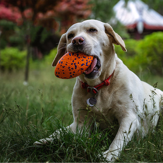 Golden retriever dog swimming in water, holding a white, textured, rugby-shaped pet chewing toy with pink and blue dots. - Image 5