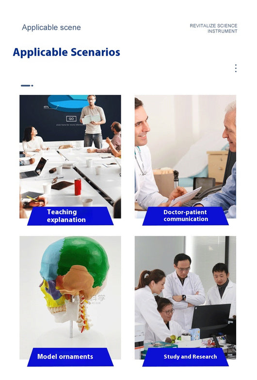 Modelo Anatómico de Esqueleto Humano para Educación - Image 16