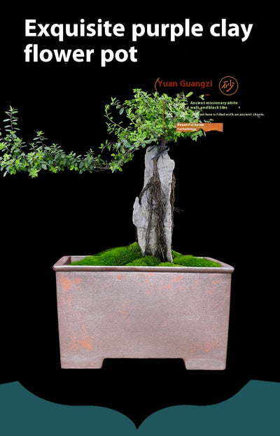 Maceta Cuadrada Grande de Cerámica Yixing para Bonsái y Plantas Leñosas - Image 9