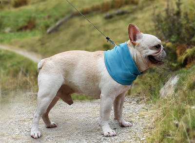 Pañuelo Refrescante para Perros - Bandana Enfriadora de Verano - Image 15