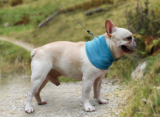 Pañuelo Refrescante para Perros - Bandana Enfriadora de Verano - Image 15