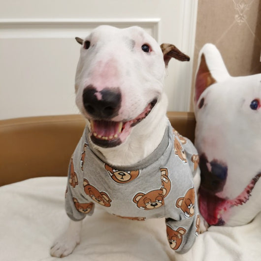 Playera para Mascota con Estampado de Osito Adorable - Image 6