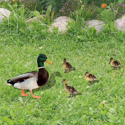 Espejo Acrílico 3D Decorativo Pato Salvaje para Habitación Infantil