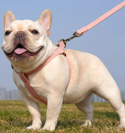 Arnés Chaleco para Perros Pequeños y Medianos - Image 20