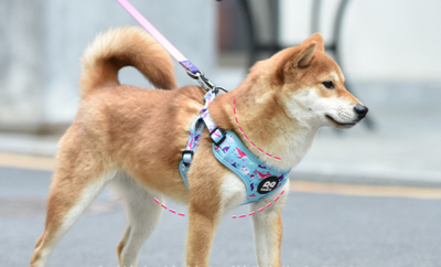 Arnés Pectoral Degradado para Perros Pequeños y Medianos - Image 2