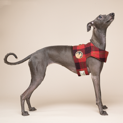 Arnés Chaleco para Perros Pequeños con Correa Integrada - Image 10