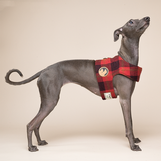 Arnés Chaleco para Perros Pequeños con Correa Integrada - Image 10