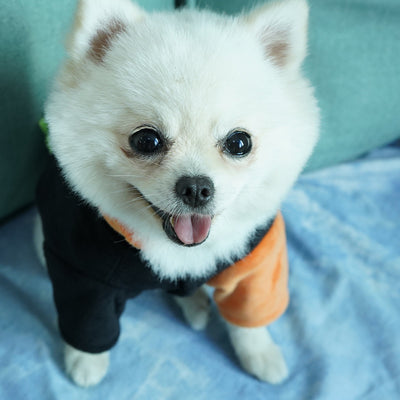 Ropa de Abrigo para Mascotas - Otoño e Invierno - Image 4
