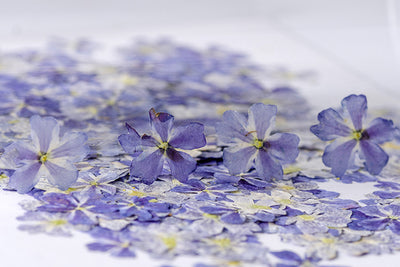 Marcapáginas con Flor de Cerezo Deshidratada - Accesorio Ornamental con Espécimen Botánico - Image 10