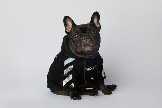 Ropa de Moda para Schnauzers - Colecciones Exclusivas - Image 10