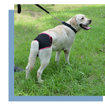 Pañales Higiénicos para Perros con Velcro Ajustable - Image 12