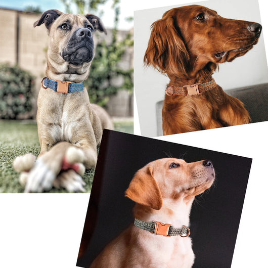 Correa para Perro con Grabado Personalizado y Collar Antiextravío - Image 2