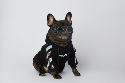 Ropa de Moda para Schnauzers - Colecciones Exclusivas - Image 14