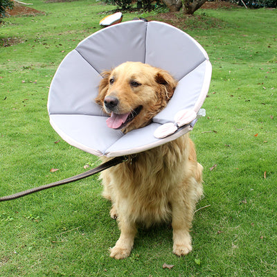 Collar de Recuperación para Perros - Image 10