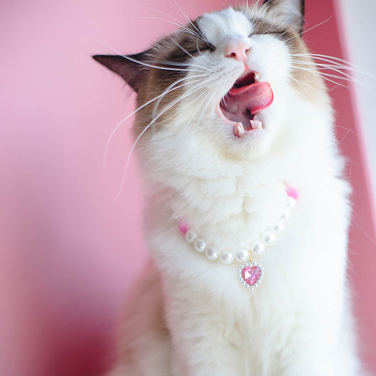 Collar de Cuentas para Gatos Amor y Conexión - Image 4