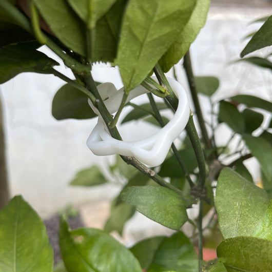 Sujetador de Planta en Forma de Gato - Image 16