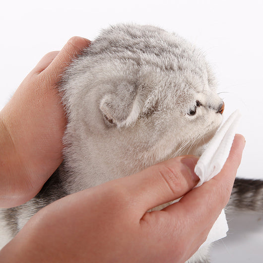 Toallitas Estériles para Limpiar Lagañas en Perros y Gatos - Image 8
