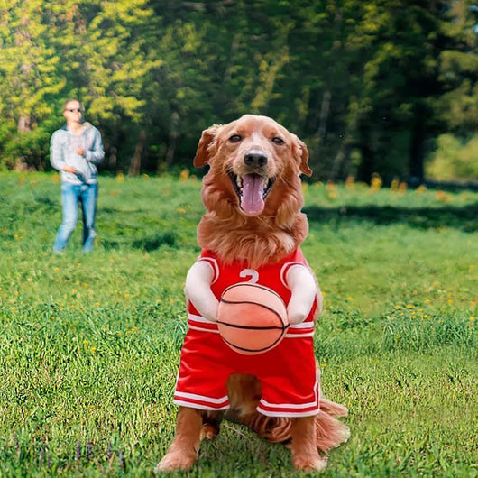 Disfraz de Jugador de Baloncesto para Perros - Outfit Deportivo Divertido - Image 14