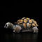Peluche Realista de Tortuga Galápagos - Juguete Educativo y Adorable