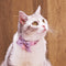 Moño Elegante para Gatos con Campana - Accesorio Adorable