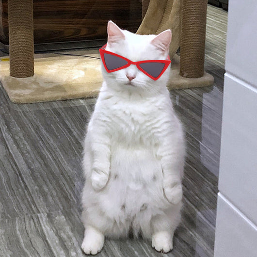 Gafas de Colores Divertidas para Perros y Gatos