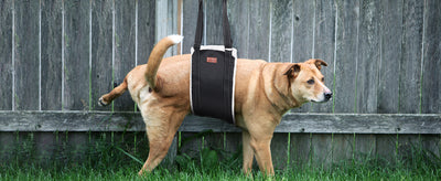 Arnés de Soporte para Patas Traseras de Perros - Rehabilitación de Ligamentos - Image 12