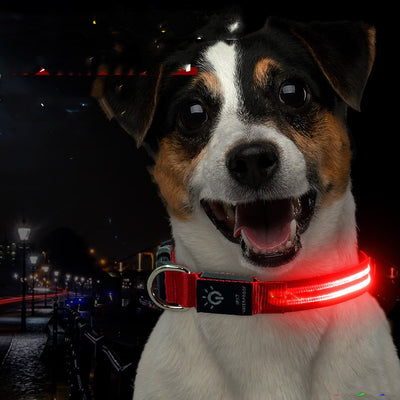 Collar LED Impermeable para Mascotas - Iluminación Nocturna - Image 12