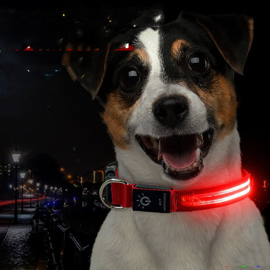 Collar LED Impermeable para Mascotas - Iluminación Nocturna - Image 12