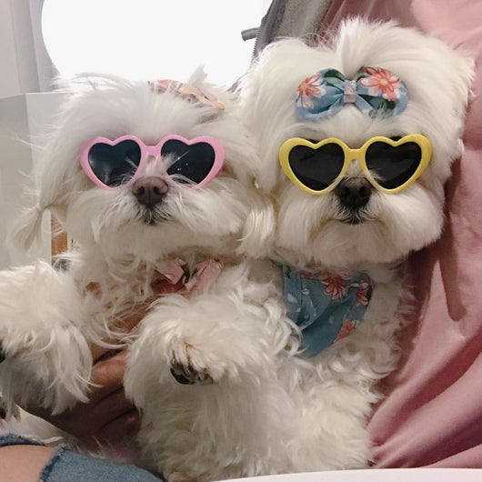 Gafas de Sol para Mascotas Diseño Girasol - Accesorios Adorables - Image 38