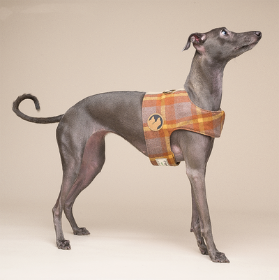 Arnés Chaleco para Perros Pequeños con Correa Integrada - Image 8