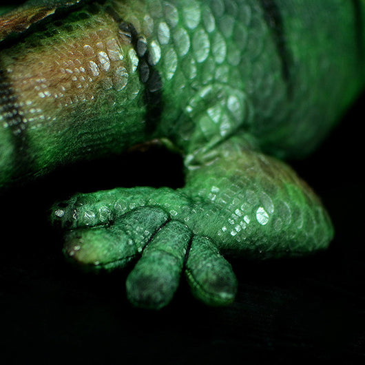 Peluche Iguana Verde Realista - Juguete Suave y Adorable - Image 6