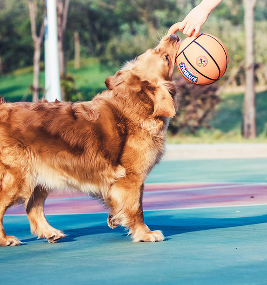 Orange basketball dog toy with a kettlebell-style handle, labeled GiGwi Jumball, for medium to large dogs. - Image 14