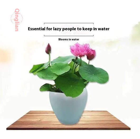 Maceta Lotus Autorriego con Plantas Hidropónicas Vivas - Image 10