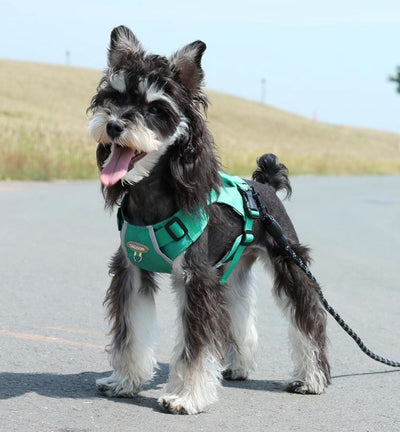 Arnés de Transporte Ligero para Perros con Bolsillo de Cremallera - Image 11