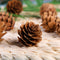 Hojas de Pino Artificial PVC para Decoraciones Navideñas