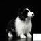 Peluche Border Collie Realista - Muñeco Suave y Adorable