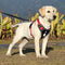 Chaleco Protector a Prueba de Explosiones para Perros Medianos y Grandes