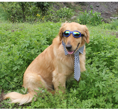 Gafas de Sol Plegables para Perros Medianos - Protección UV Impermeable - Image 14