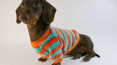 Sudadera Casual para Perros y Gatos - Image 12