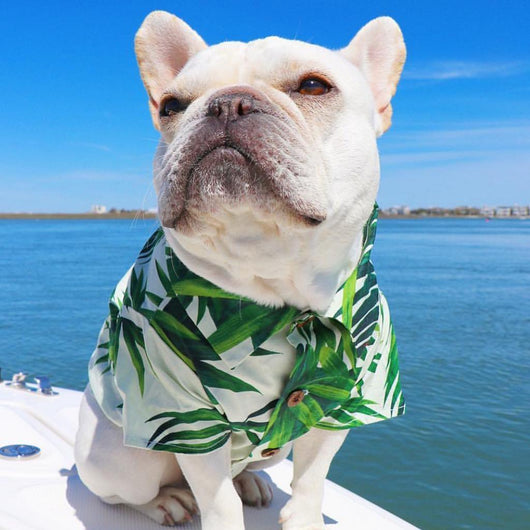Playera Estilo Europeo y Americano con Diseño de Corgi y Shiba Inu