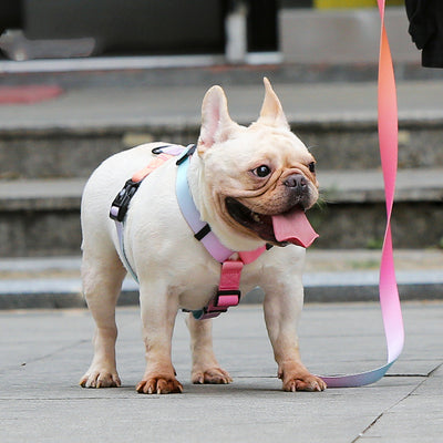 Correa para Perros Pequeños y Medianos - Image 8