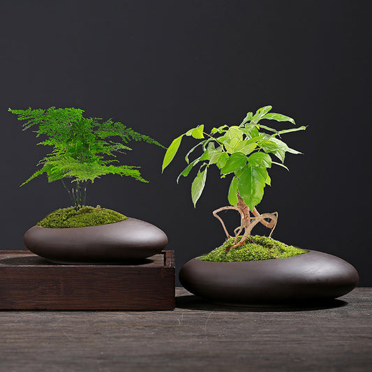 Maceta Retro Morada con Diseño de Arena y Plantas Verdes