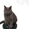 Rascador Circular para Gatos - Afilador de Garras