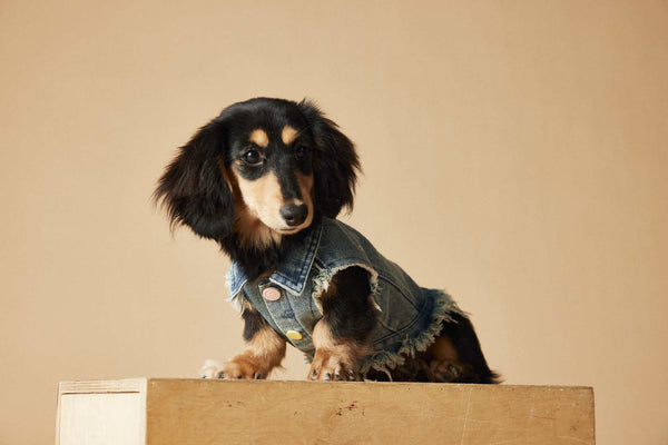 Chaleco Denim sin Mangas con Bordado Schnauzer Maltés Teddy